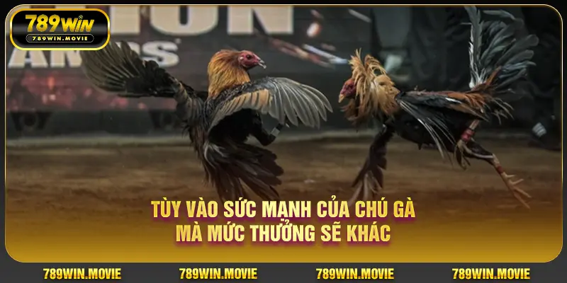 Tùy vào sức mạnh của chú gà mà mức thưởng sẽ khác